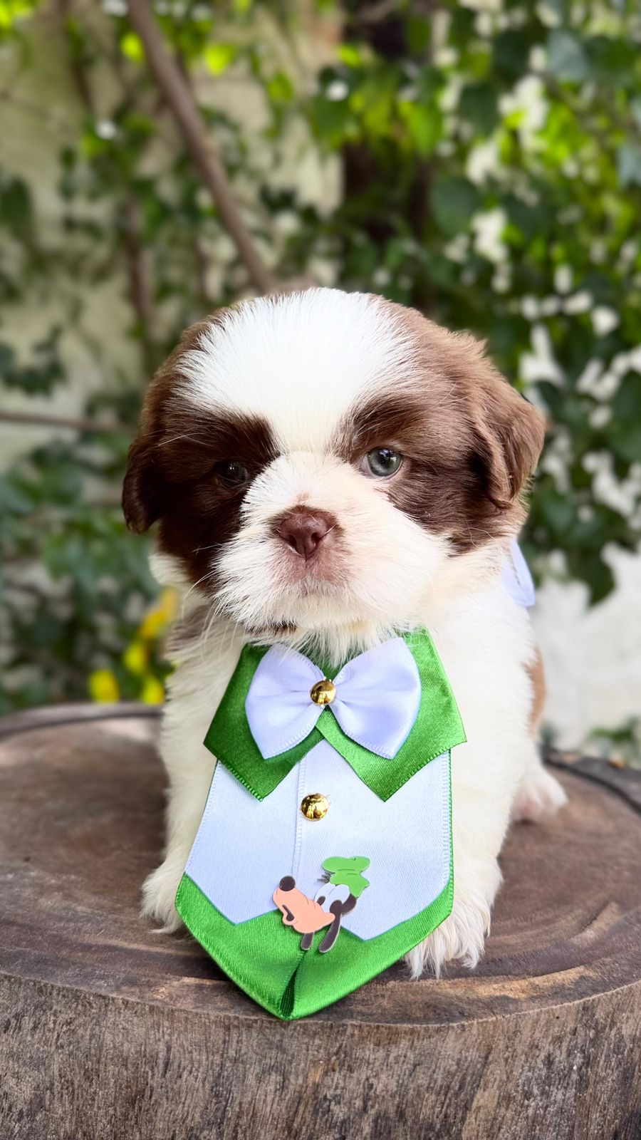 Filhote Shih-Tzu