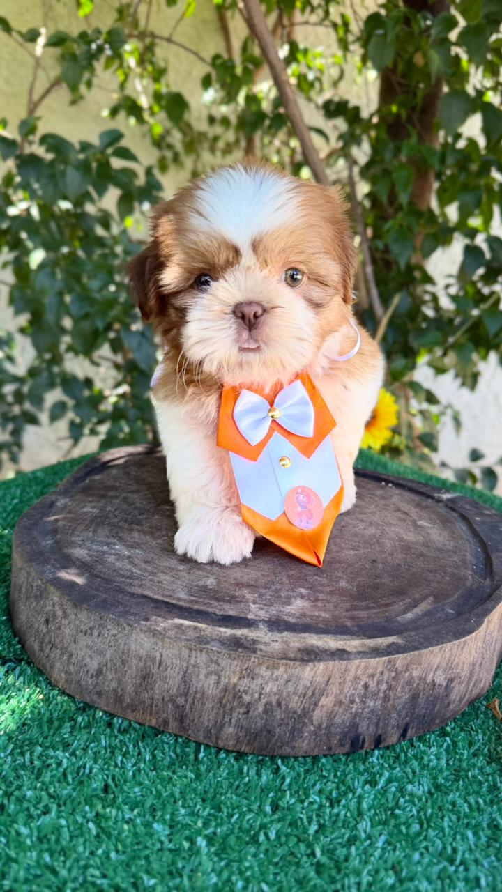 Filhote Shih-Tzu