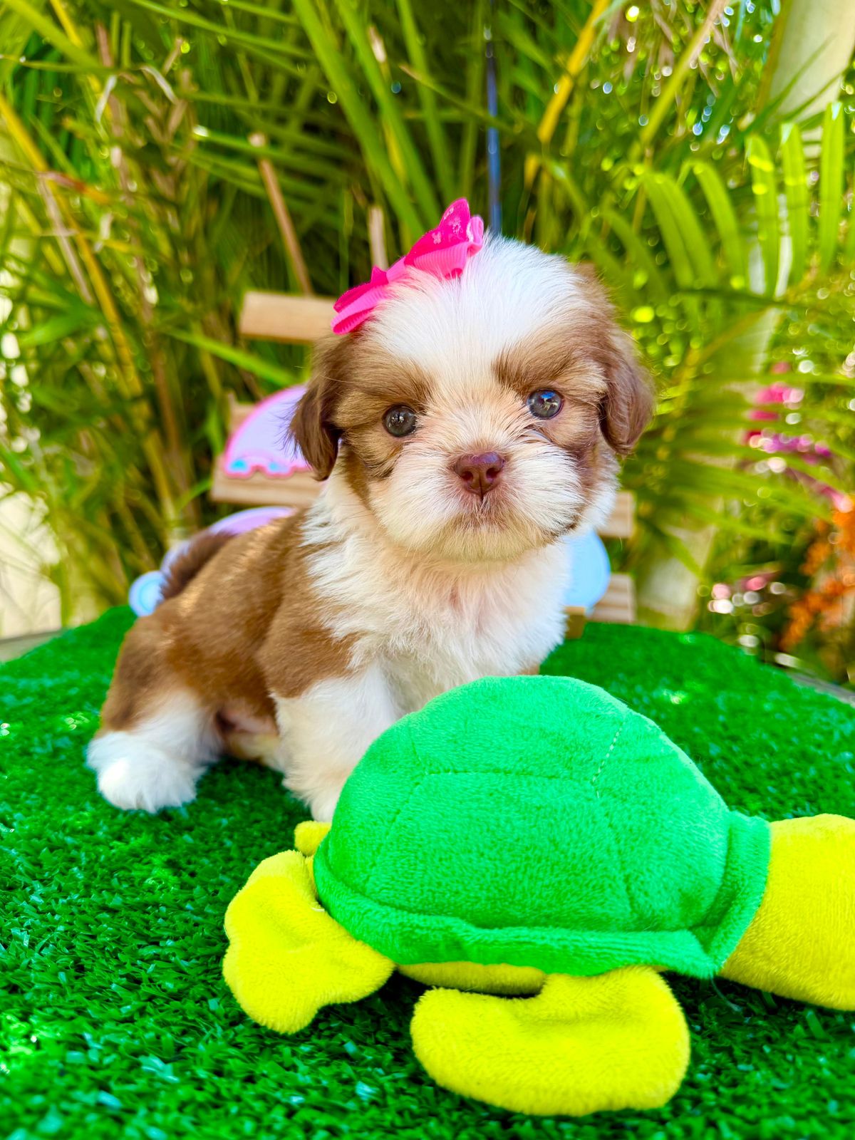 Filhote Shih-Tzu adorável