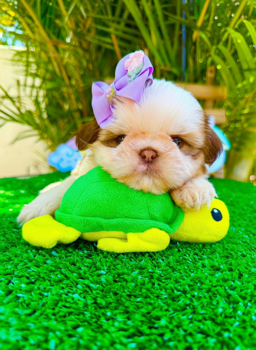 Filhote Shih-Tzu do Canil Amor de 4 Patas
